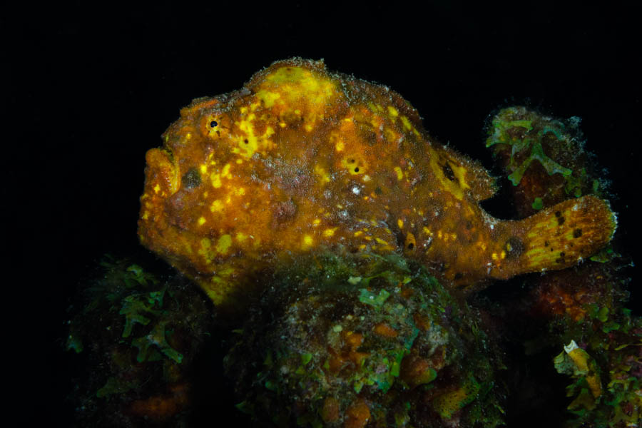 Archive Identification: Frogfish