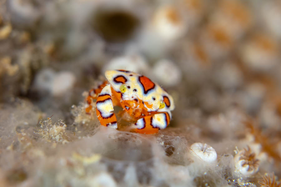 Archive Identification: Gaudy Clown Crab
