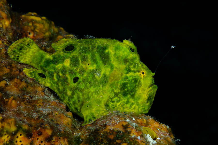 Archive Identification: Green Frogfish