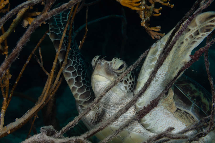 Archive Identification: Green Sea Turtle