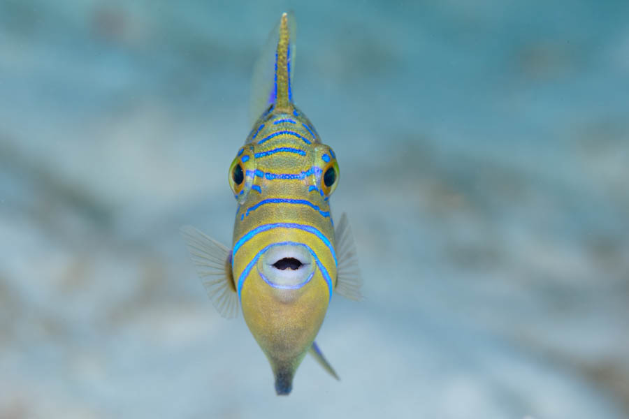 Archive Identification: Juvenile Queen Triggerfish