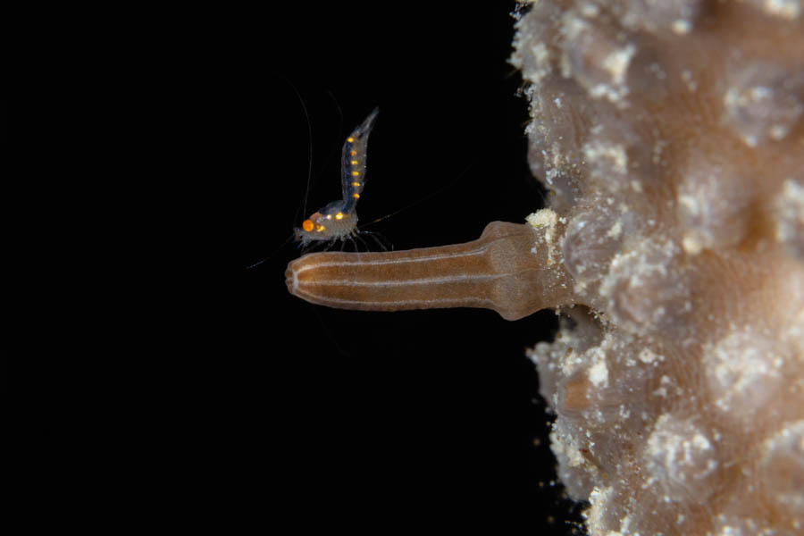 Archive Identification: Little Shrimp on Sea Rod
