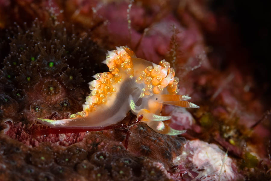 Archive Identification: Long-horn Nudibranch
