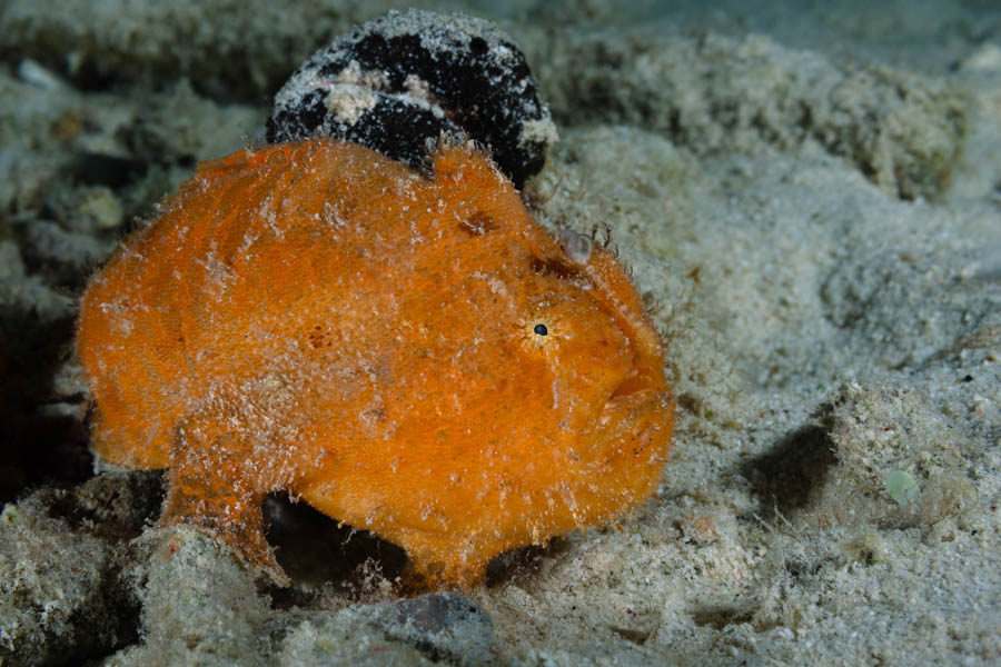 Archive Identification: Male Striated Frogfish