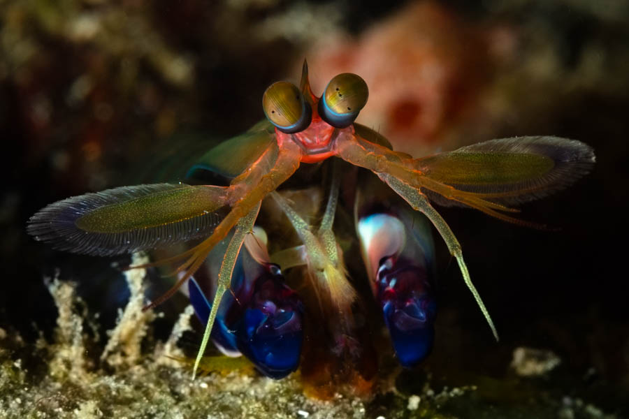 Archive Identification: Mantis Shrimp