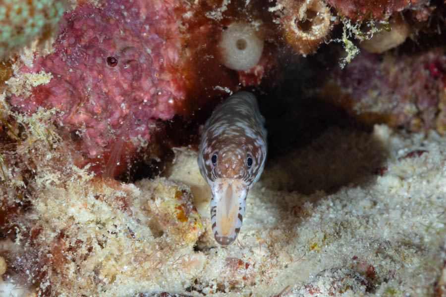 Archive Identification: Marbled Moray