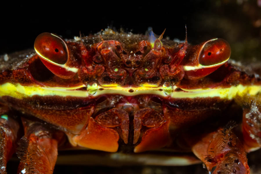 Archive Identification: Nimble Spray Crab