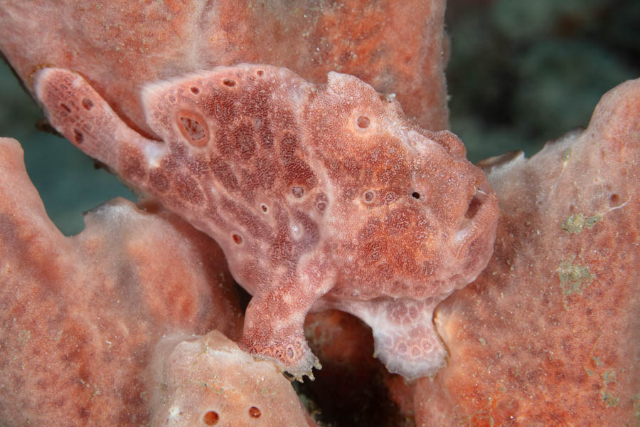 Archive Identification: Pink Frogfish