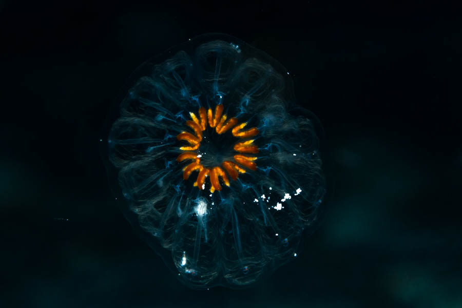 Archive Identification: Planktonic Tunicate