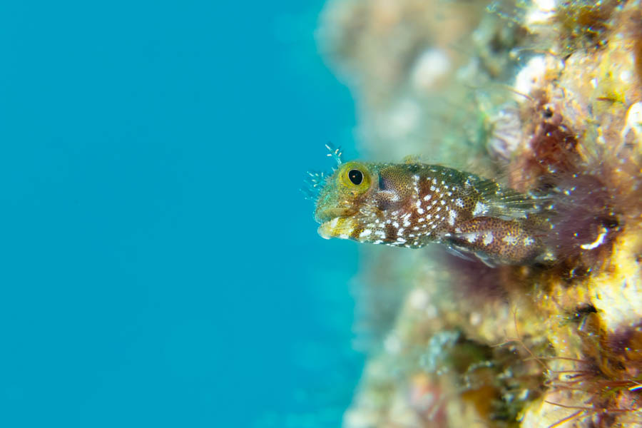 Archive Identification: Spinyhead Blenny