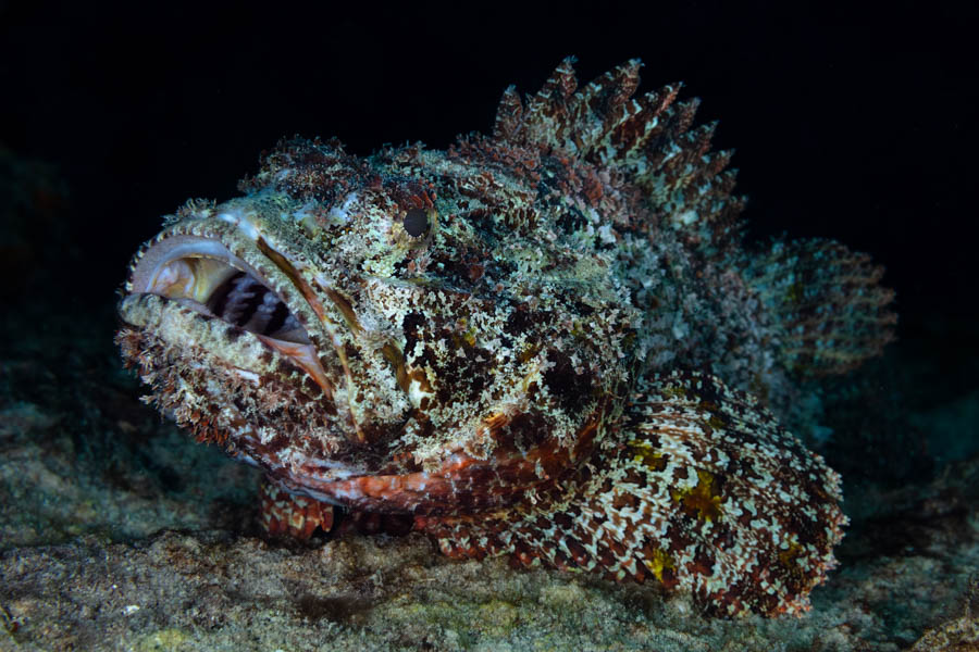 Archive Identification: Spotted Scorpionfish