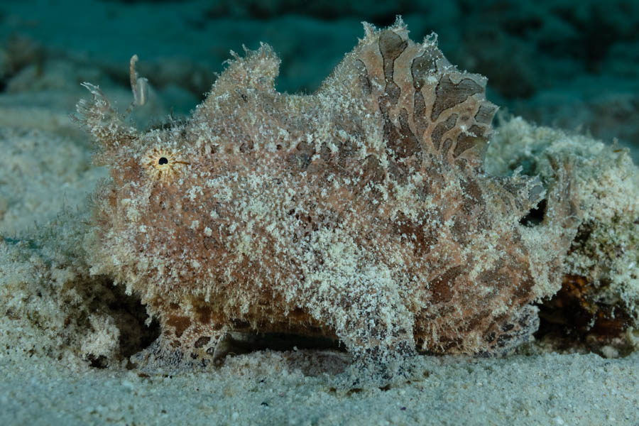 Archive Identification: Striated Frogfish