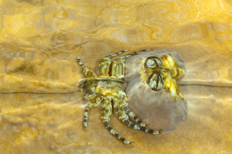 Archive Identification: Tidal Spray Crab