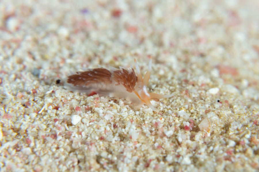 Archive Identification: Tiny Nudibranch