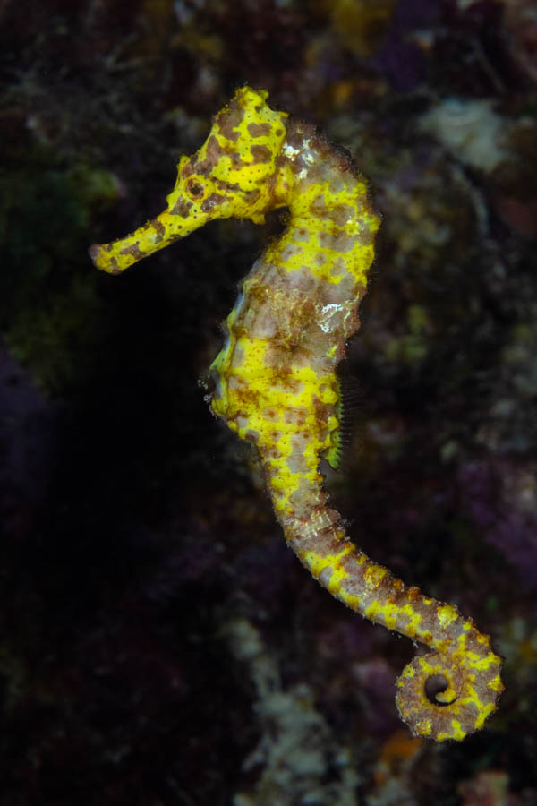 Archive Identification: Yellow Seahorse