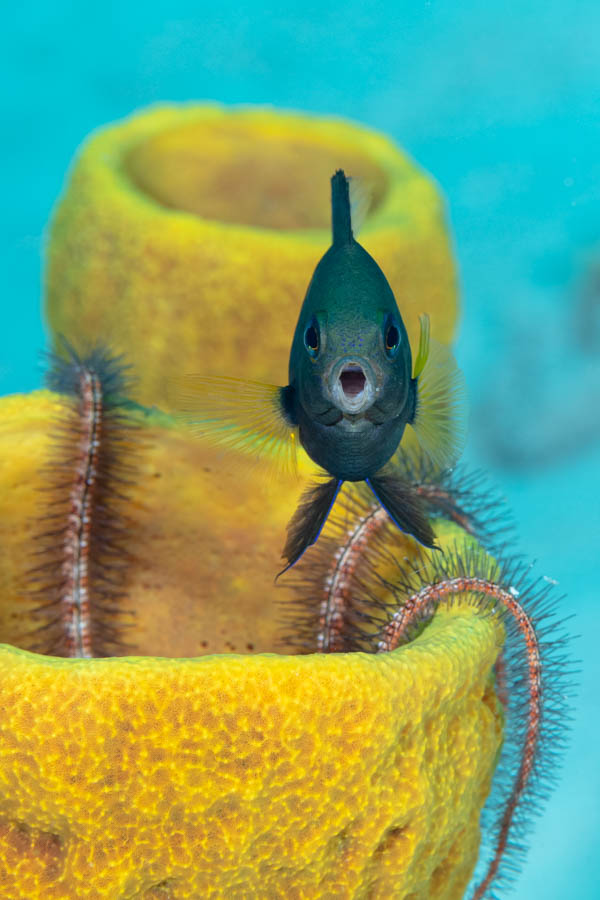 Archive Identification: Bicolor Damselfish