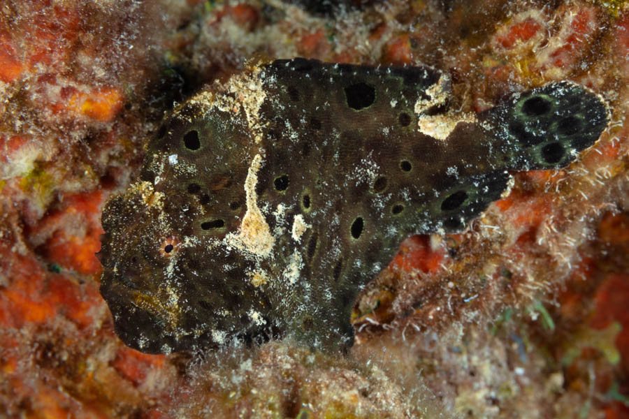 Archive Identification: Black Frogfish