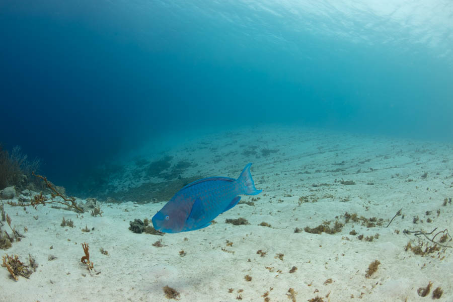 Archive Identification: Blue Parrotfish