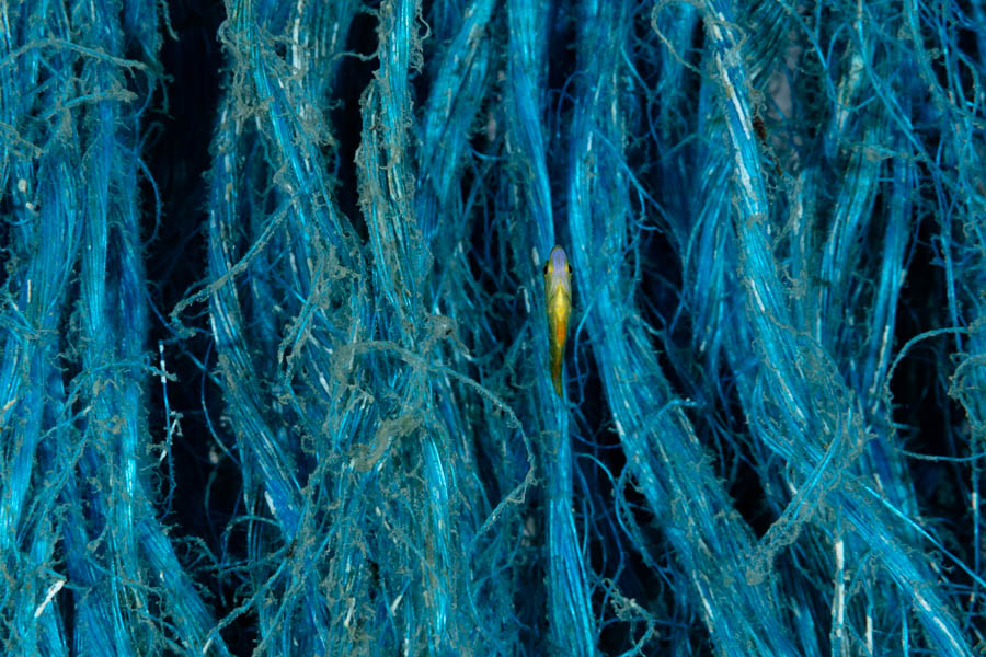 Archive Identification: Blue Rope with Little Damselfish