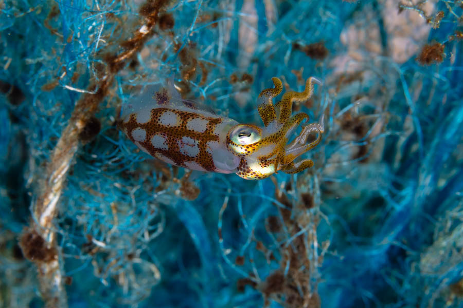 Archive Identification: Caribbean Reef Squid