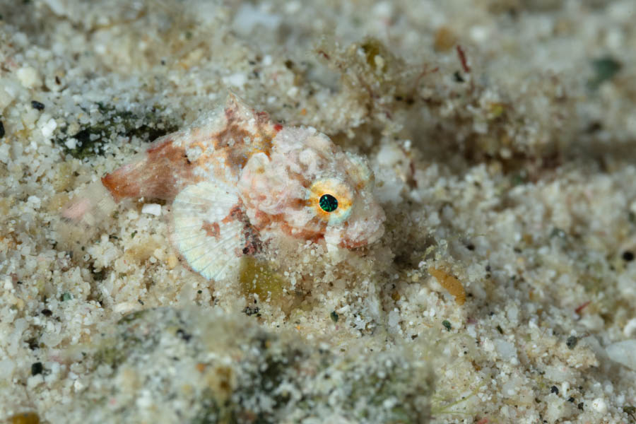 Archive Identification: Coral Scorpionfish
