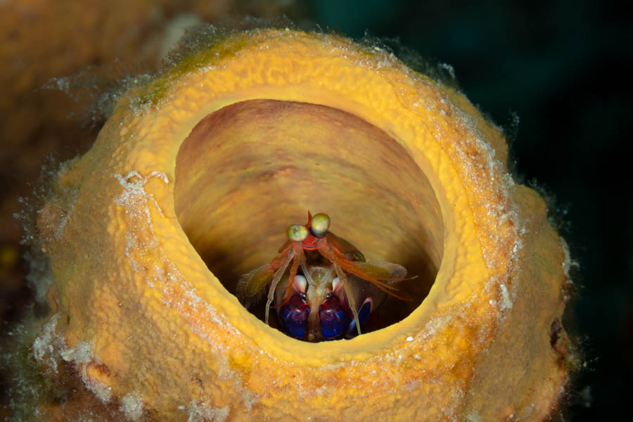 Archive Identification: Dark Mantis Shrimp
