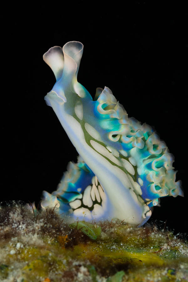 Archive Identification: Lettuce Sea Slug