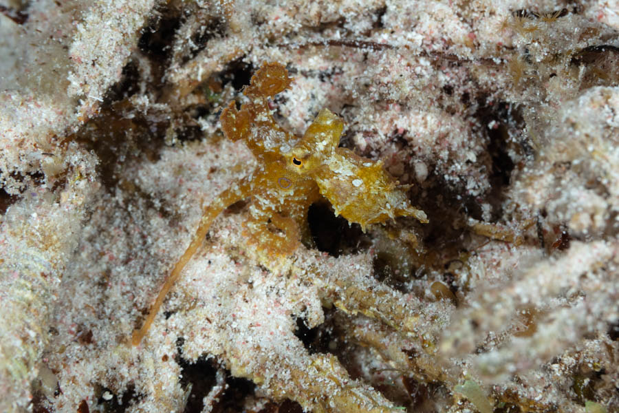 Archive Identification: Little Two Spot Octopus