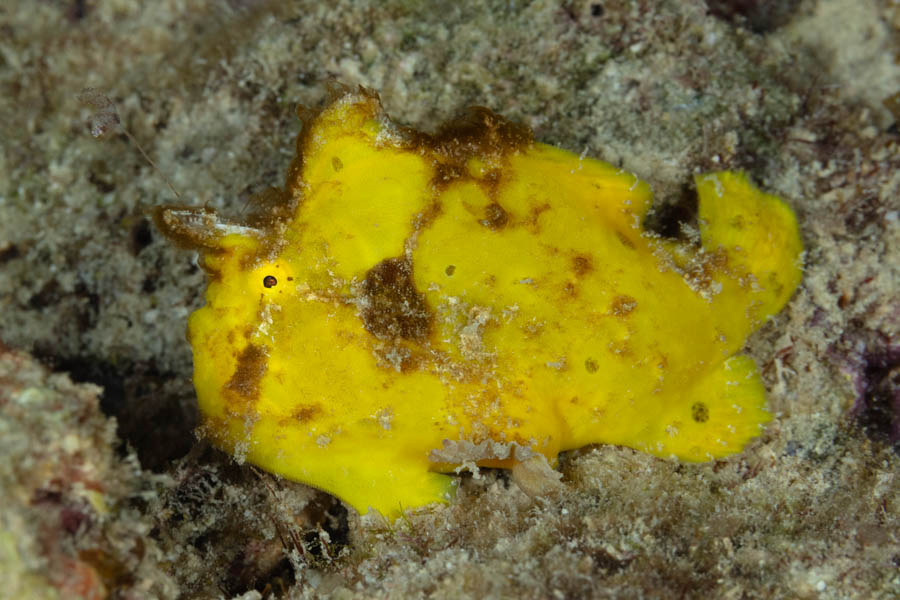Archive Identification: Little Yellow Frogfish