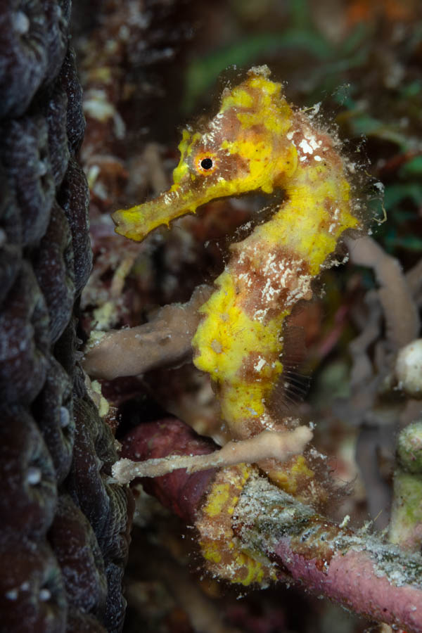 Archive Identification: Little Yellow Seahorse