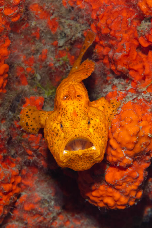 Archive Identification: Longlure Frogfish