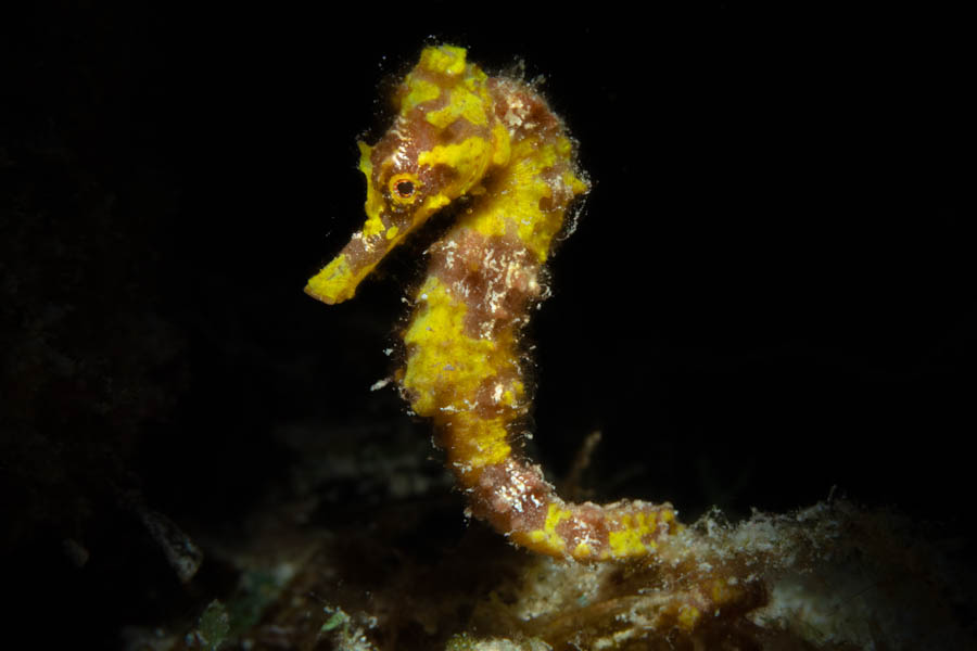 Archive Identification: Longsnout Seahorse (Little Yellow Seahorse)