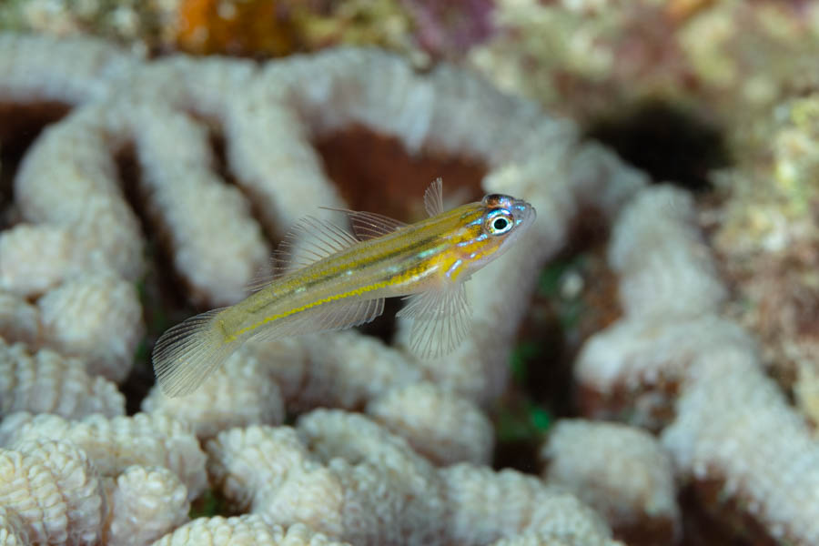 Archive Identification: Peppermint Goby