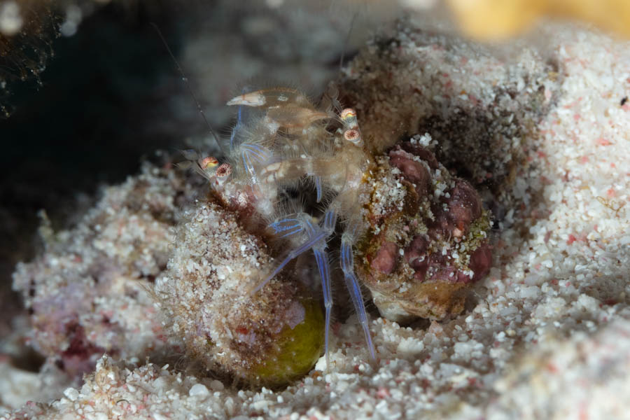 Archive Identification: Polkadot-Eyed Hermit Crabs