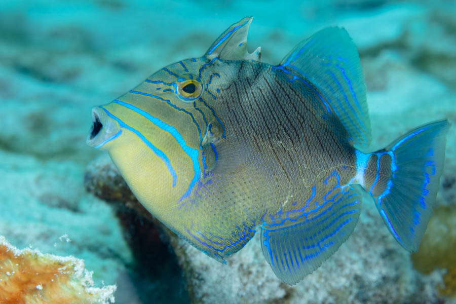 Archive Identification: Queen Triggerfish
