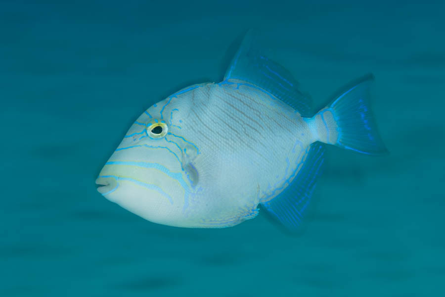Archive Identification: Queen Triggerfish