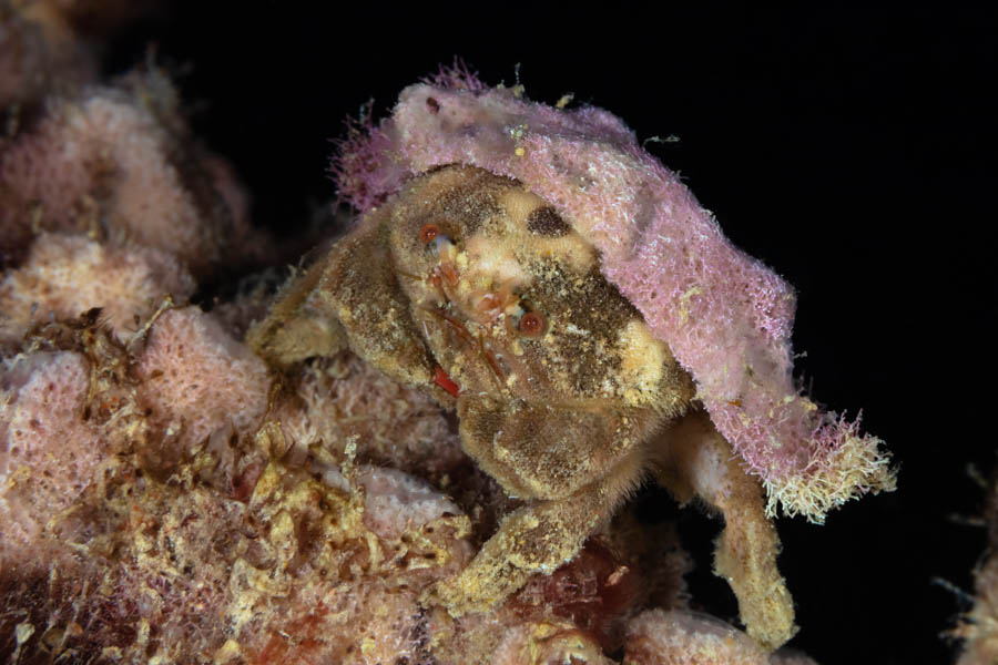 Archive Identification: Redeye Sponge Crab
