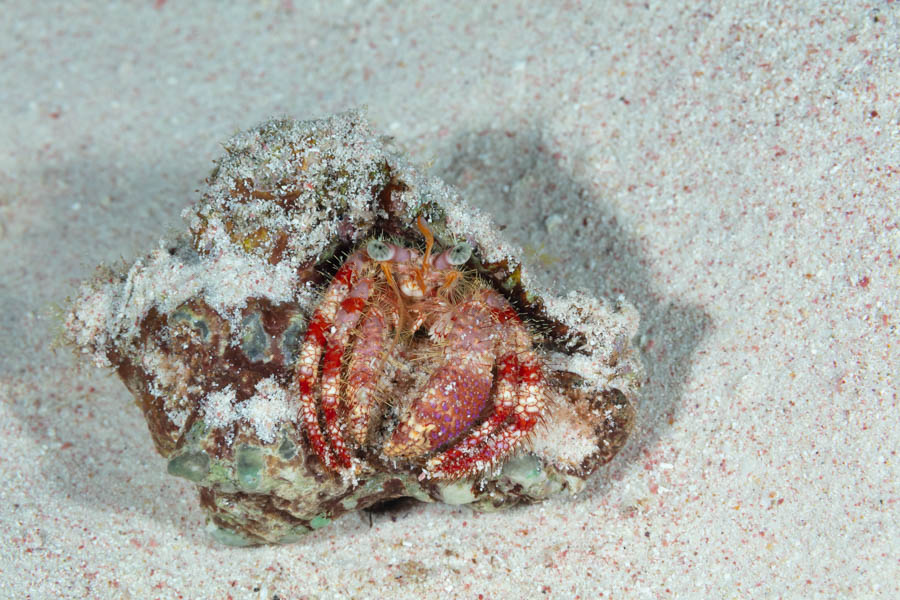 Archive Identification: Stareye Hermit Crab