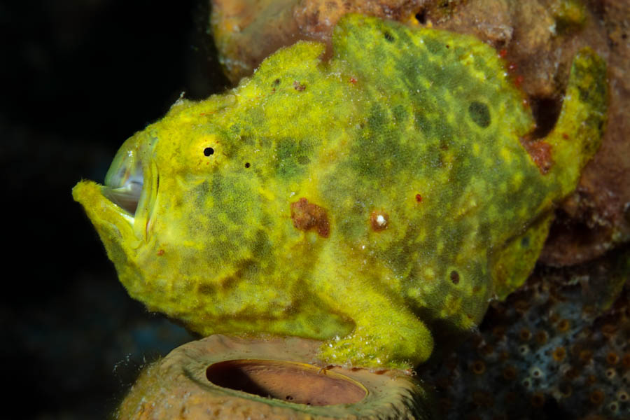 Archive Identification: Yellow Frogfish