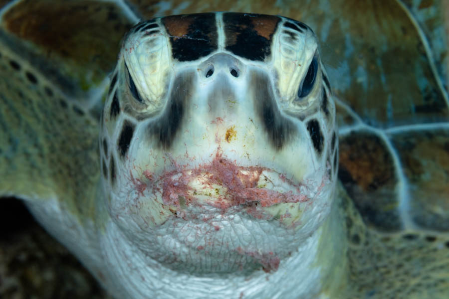 Archive Identification: a Turtle having a Snack