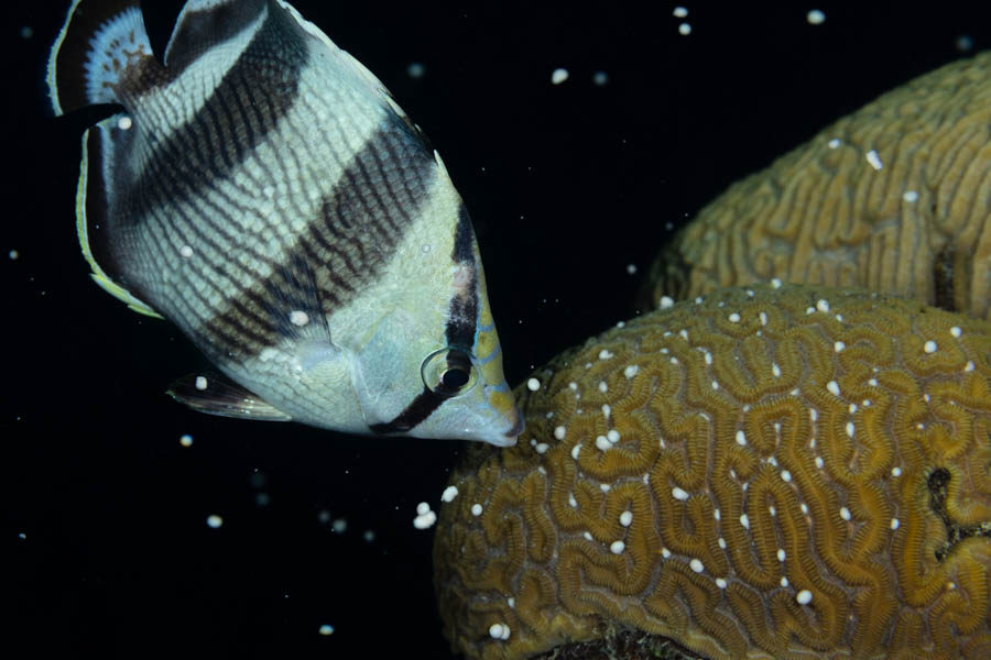 Archive Identification: Banded Butterflyfish