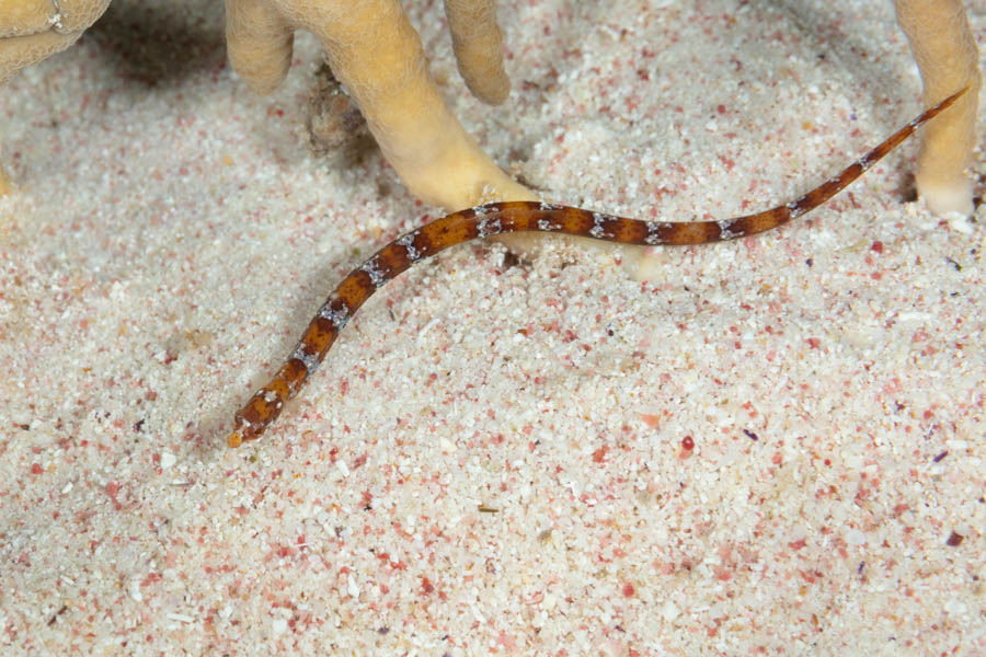 Archive Identification: Banded Pipefish