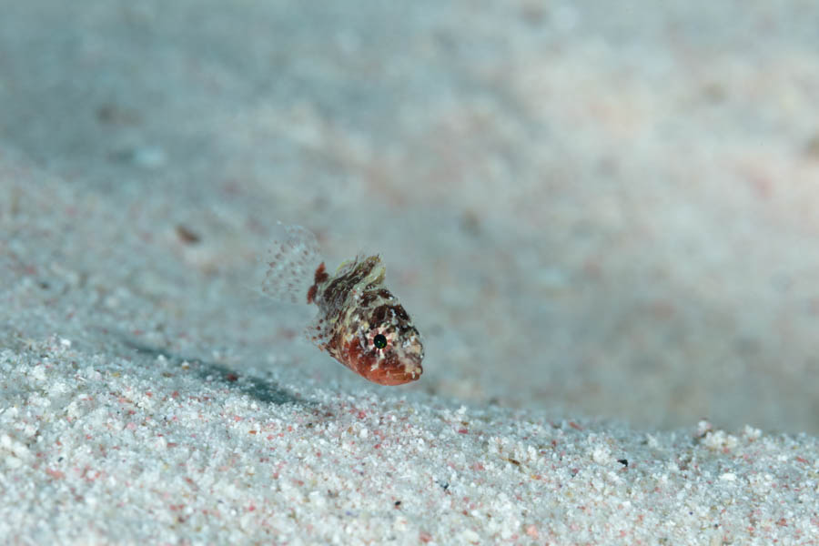 Archive Identification: Deepreef Scorpionfish