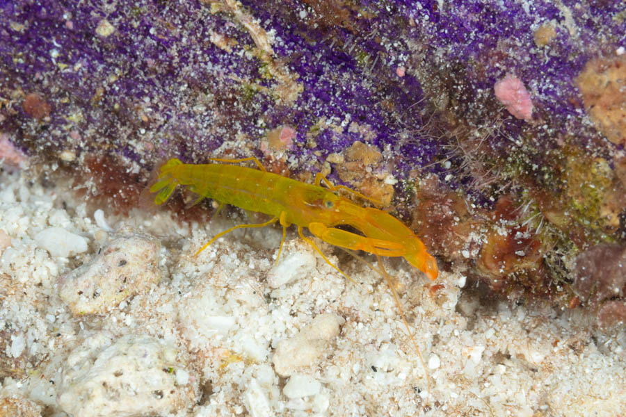 Archive Identification: Flower Garden Yellow Snapping Shrimp