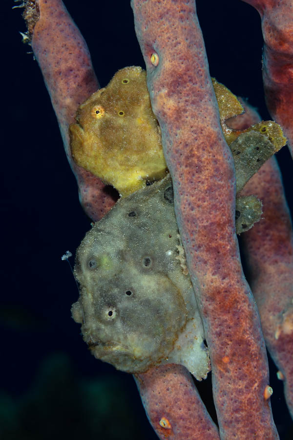 Archive Identification: Frogfish Pair
