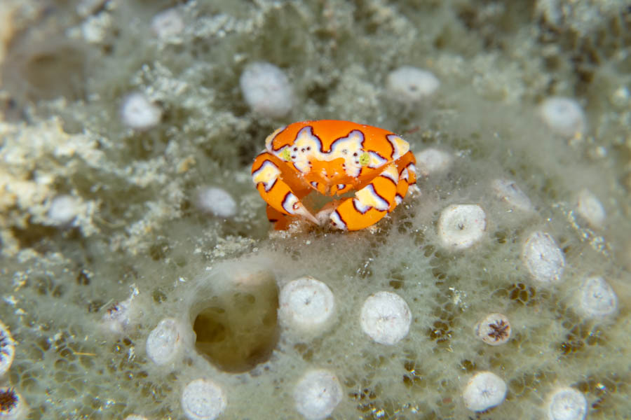Archive Identification: Gaudy Clown Crab