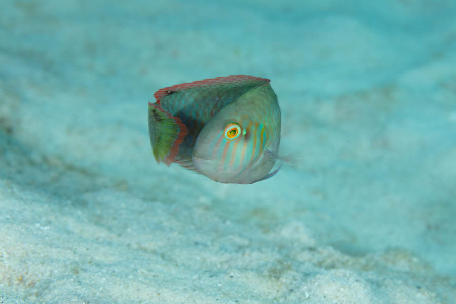 Archive Identification: Green Razorfish