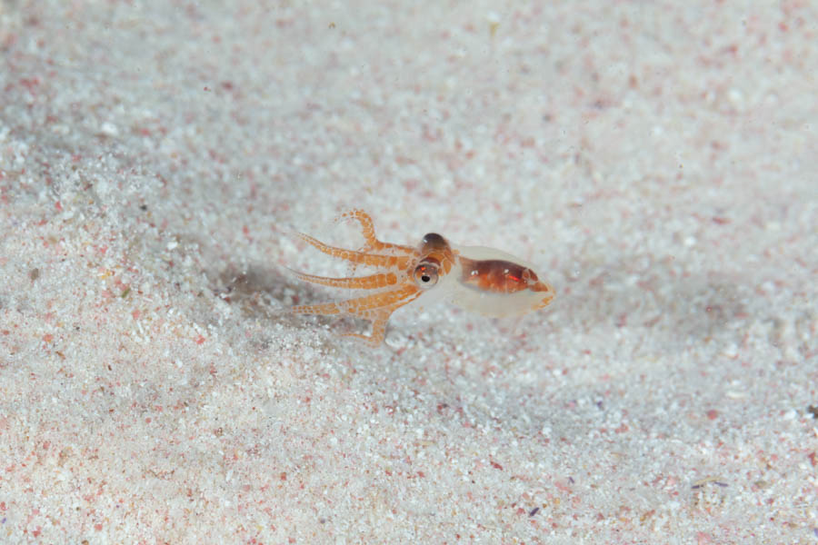Archive Identification: Juvenile Longarm Octopus