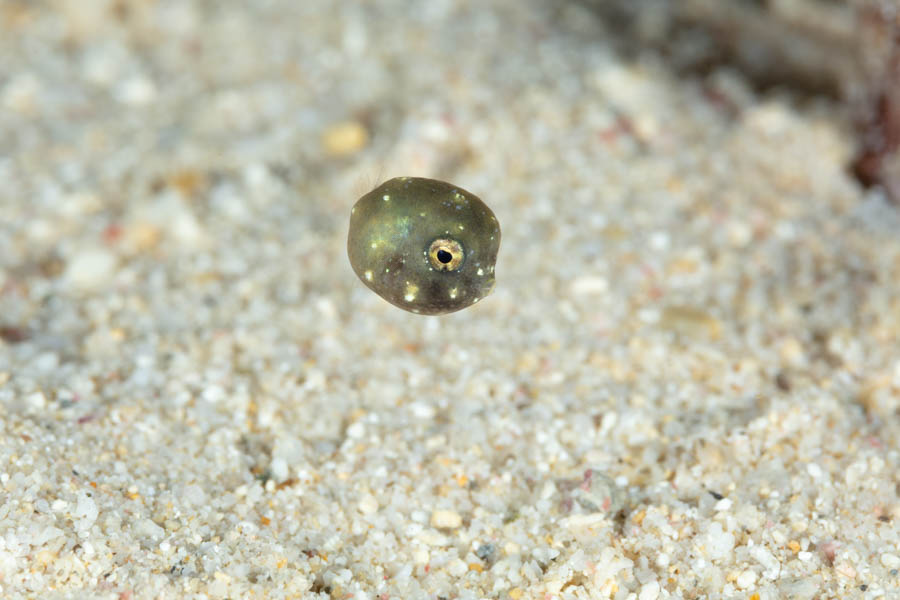 Archive Identification: Juvenile Trunkfish