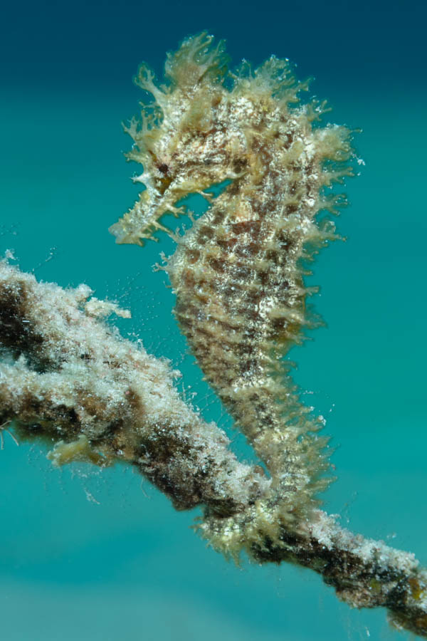 Archive Identification: Lined Seahorse